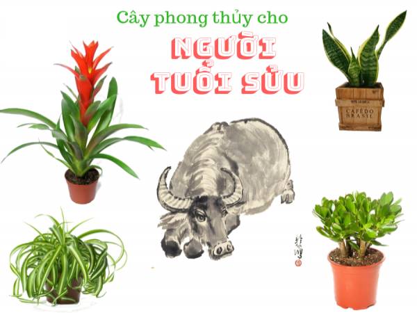 cay-phong-thuy-tuoi-suu-giup-thu-hut-tai-loc-cho-chu-nhan