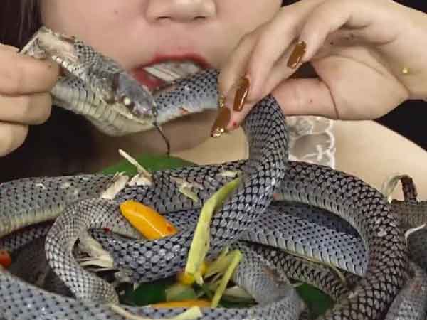 Điềm báo giấc mơ thấy ăn thịt rắn là gì?
