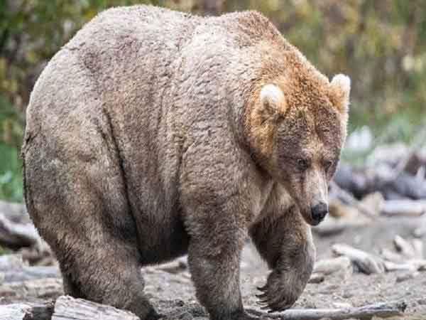 Nằm mơ thấy gấu đánh con gì dễ trúng?