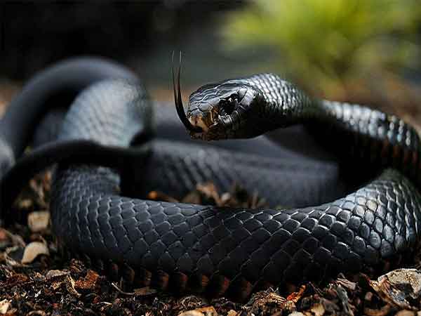 Nằm mơ thấy rắn đen đánh con gì thắng đậm?