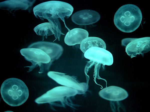 Phân tích ý nghĩa giấc mơ thấy con sứa đánh con gì chuẩn?