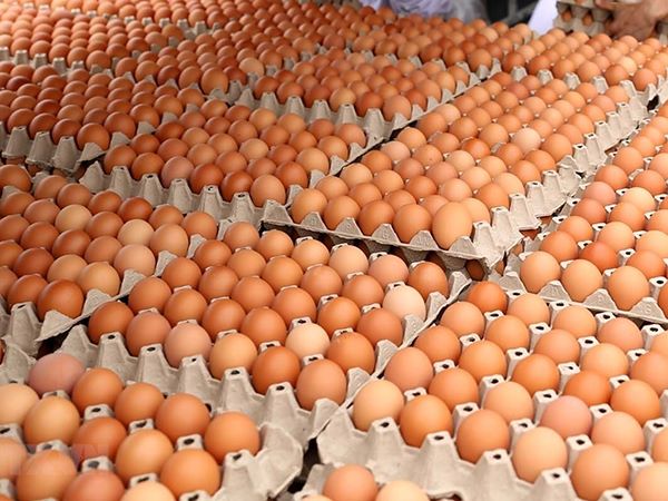 Mơ thấy trứng gà chốt liền số mấy, điềm hên hay xui?