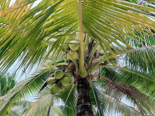 Luận giải ý nghĩa giấc mơ thấy cây dừa dự báo lành hay xui sắp tới?