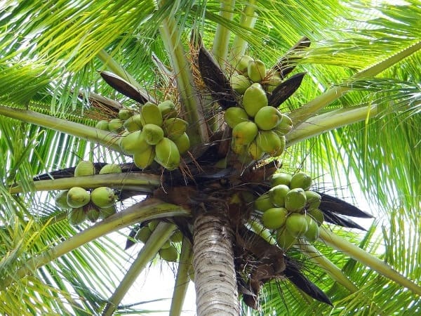 Giấc mơ thấy cây dừa lành hay dữ đánh con gì cho tiền tài đầy túi?