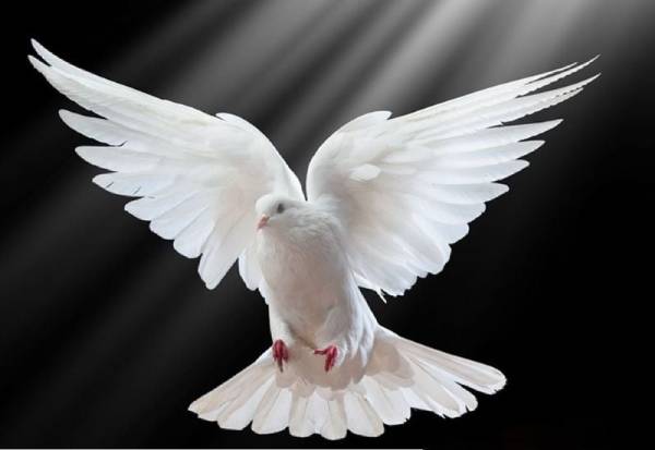 Giải mã giấc mộng thấy chim bồ câu bay vào nhà