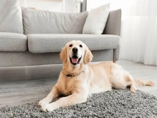 Mơ thấy chó vào nhà là điềm gì có số gì may mắn