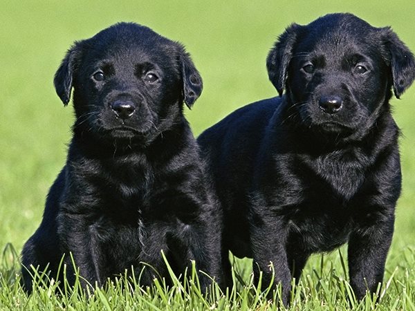 Nằm mơ thấy 2 con chó đen là điềm gì, con gì chuẩn nhất?